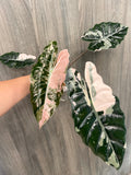 Alocasia Chantrieri Pink B