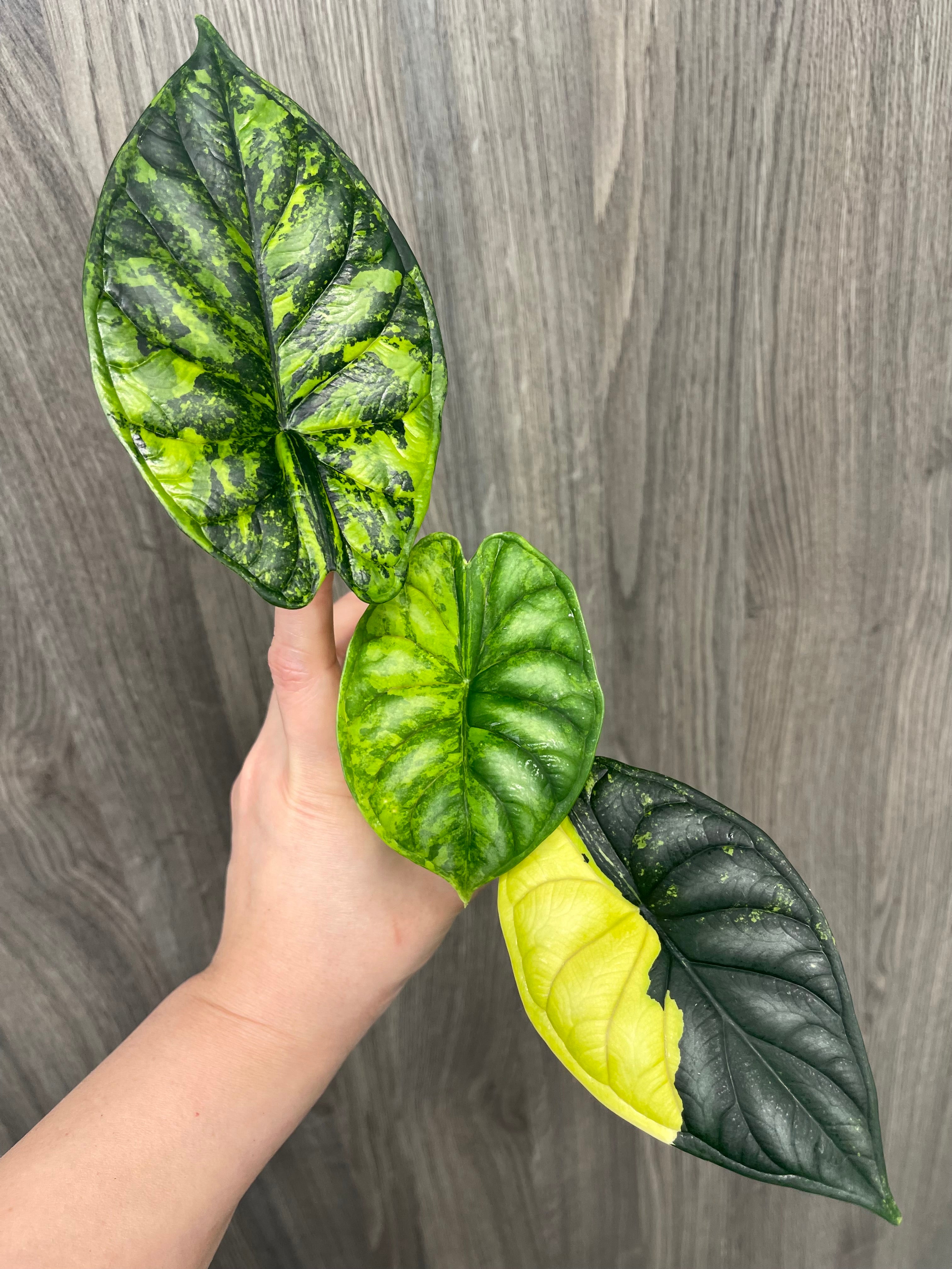Alocasia Dragon Scale Aurea