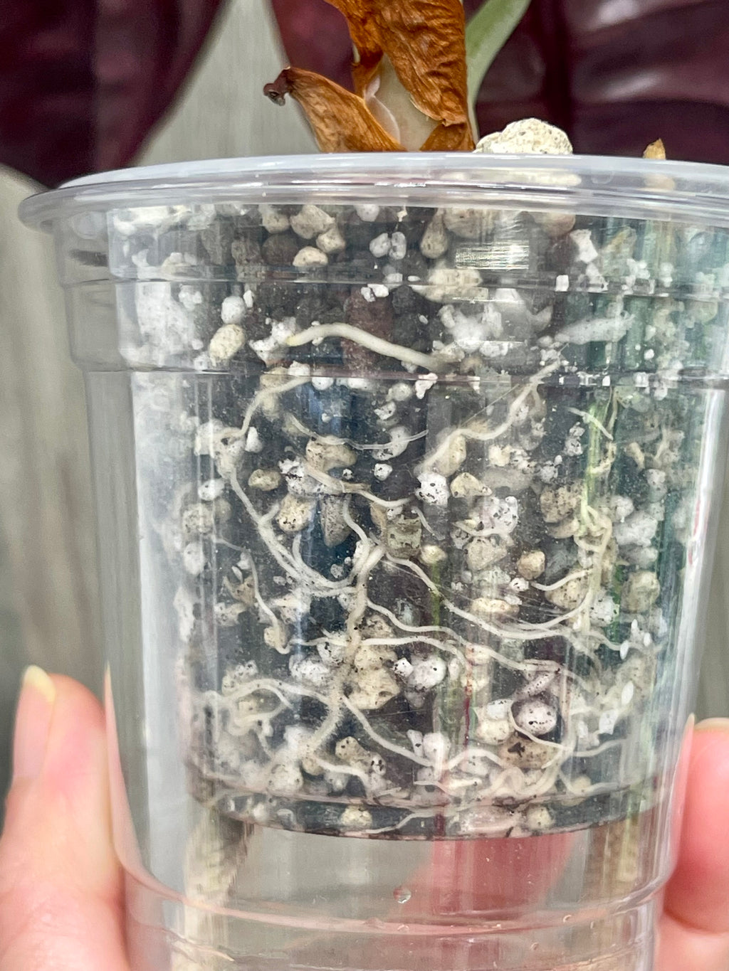 Alocasia Cuprea Latte