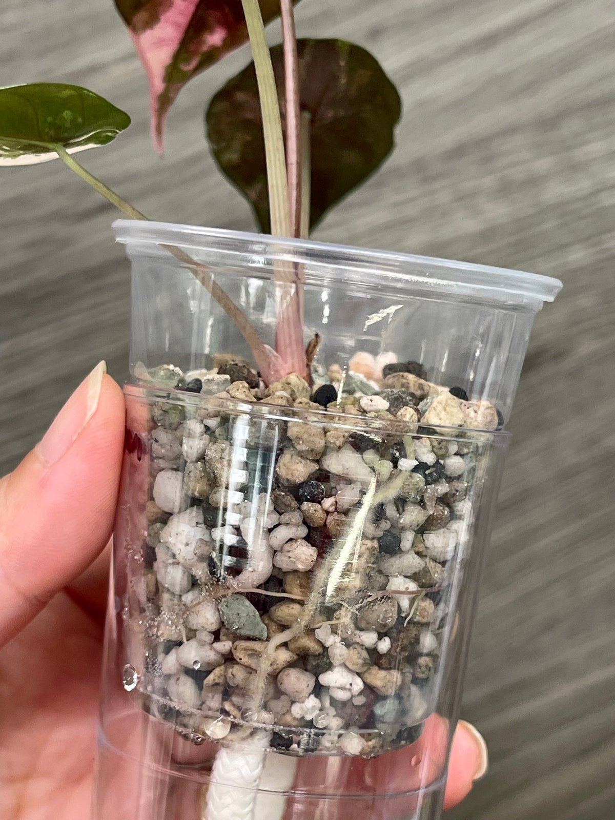 Alocasia Chantrieri Pink B