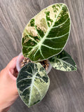 Alocasia Black Velvet Pink Mint