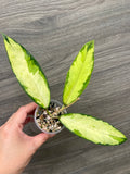 Hoya Ladia Galaska Sp Aceh