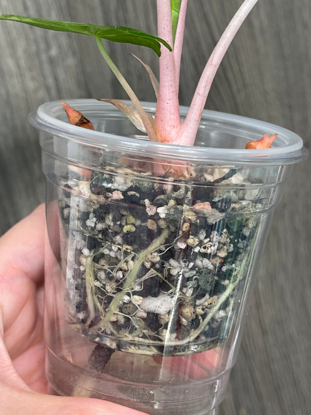 Alocasia Pink Dragon Albo