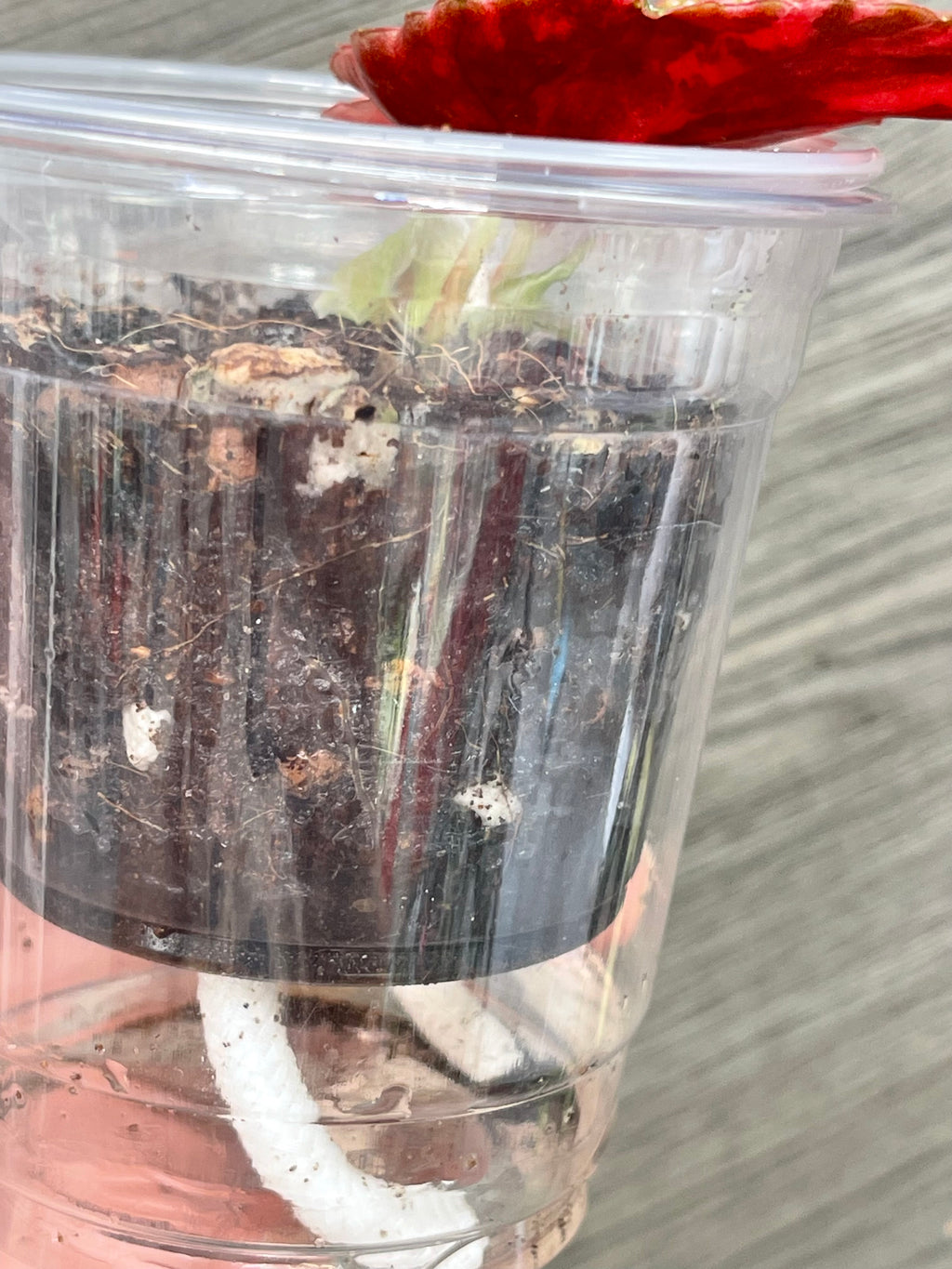 Begonia Maculata Pink A