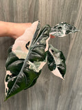 Alocasia Chantrieri Pink