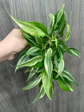 Philodendron Rio