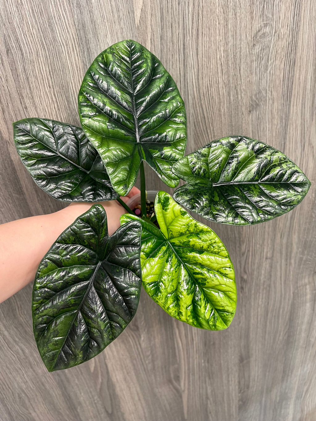 Alocasia Sinuata Green on Green