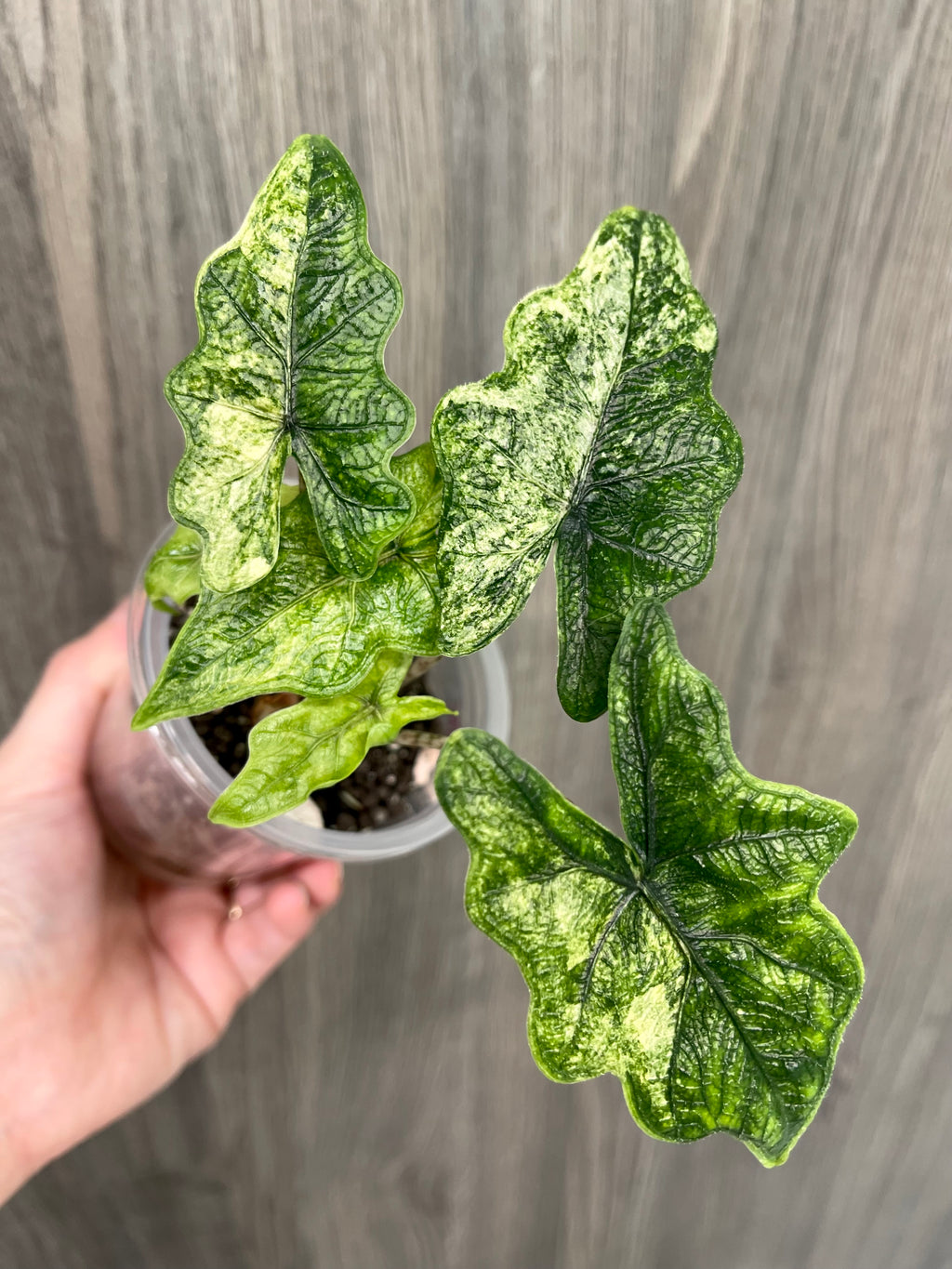 Alocasia Jacklyn Mystic
