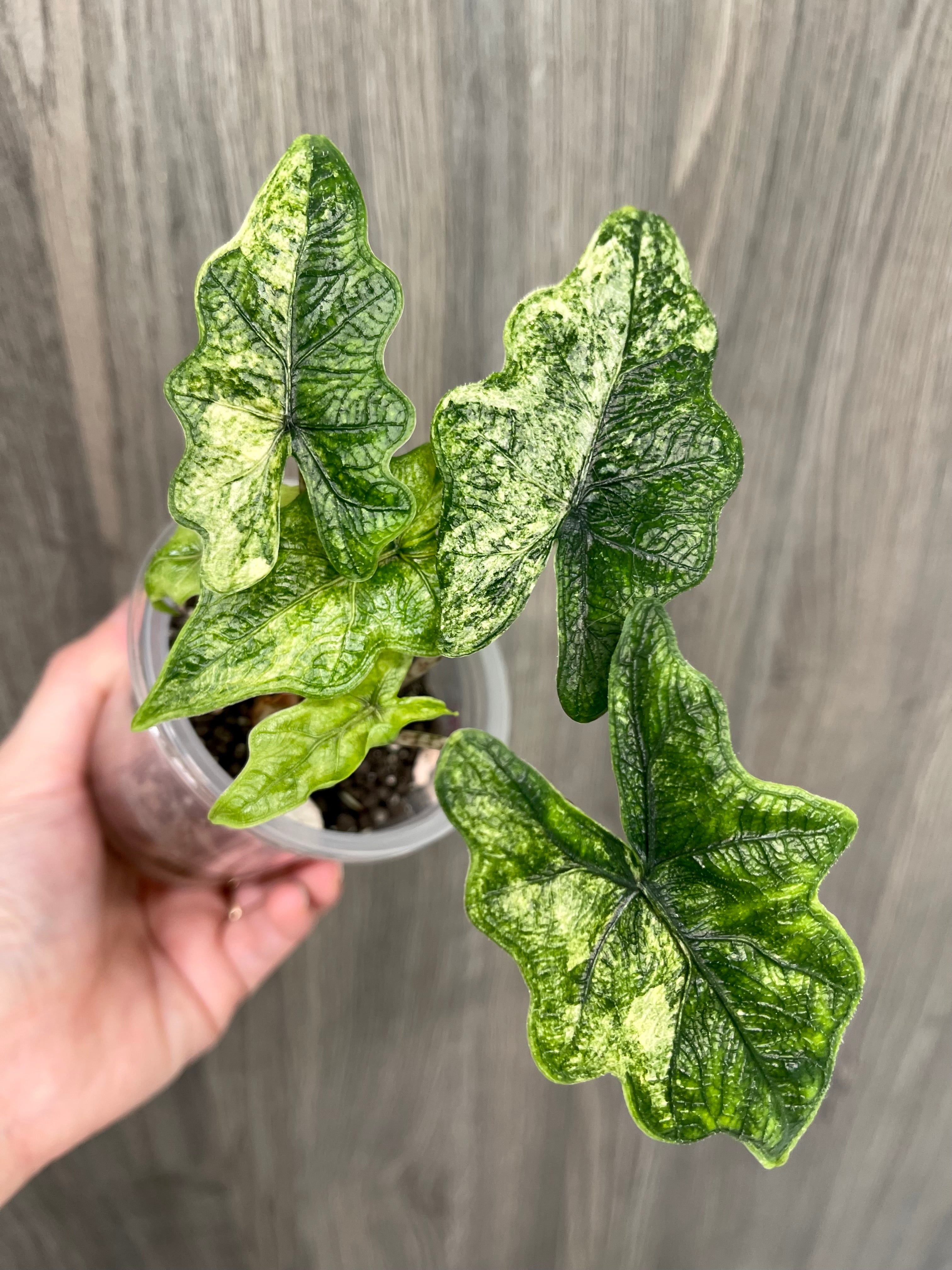 Alocasia Jacklyn Mystic