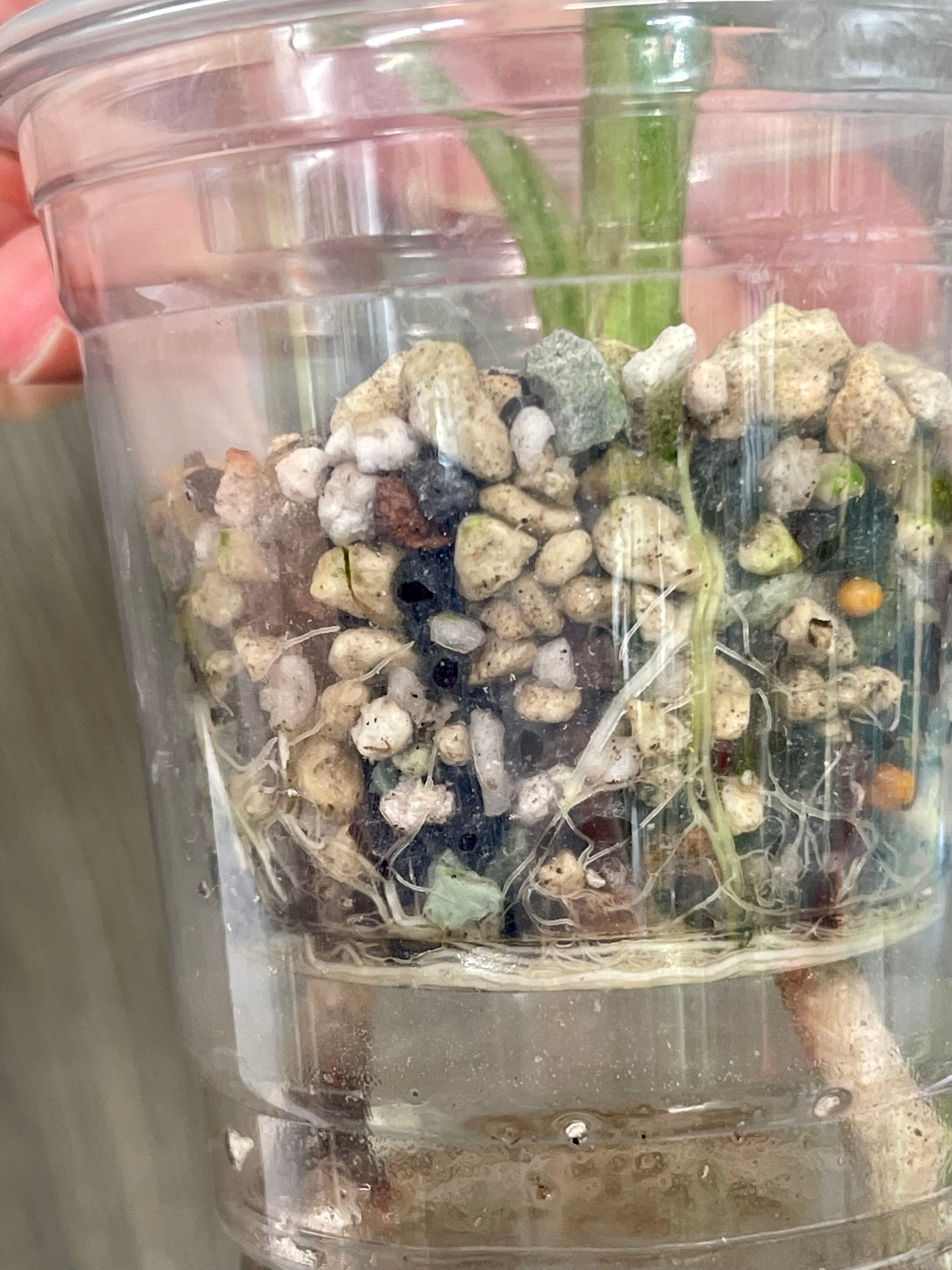 Alocasia Simpo Aurea