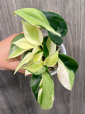 Philodendron Gabby
