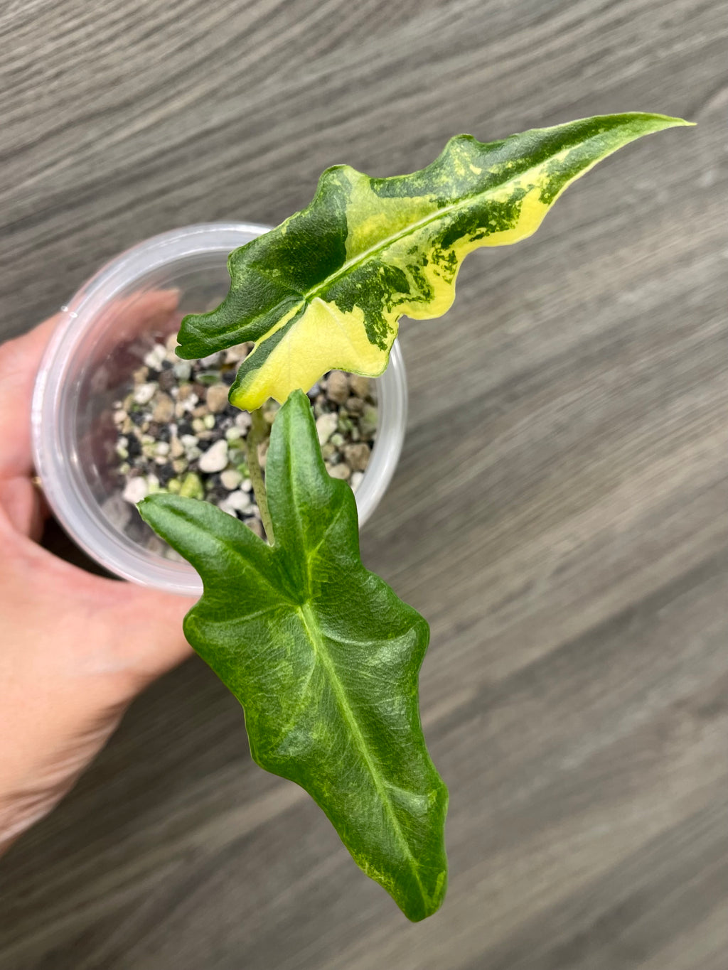 Alocasia Portei Aurea