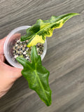 Alocasia Portei Aurea