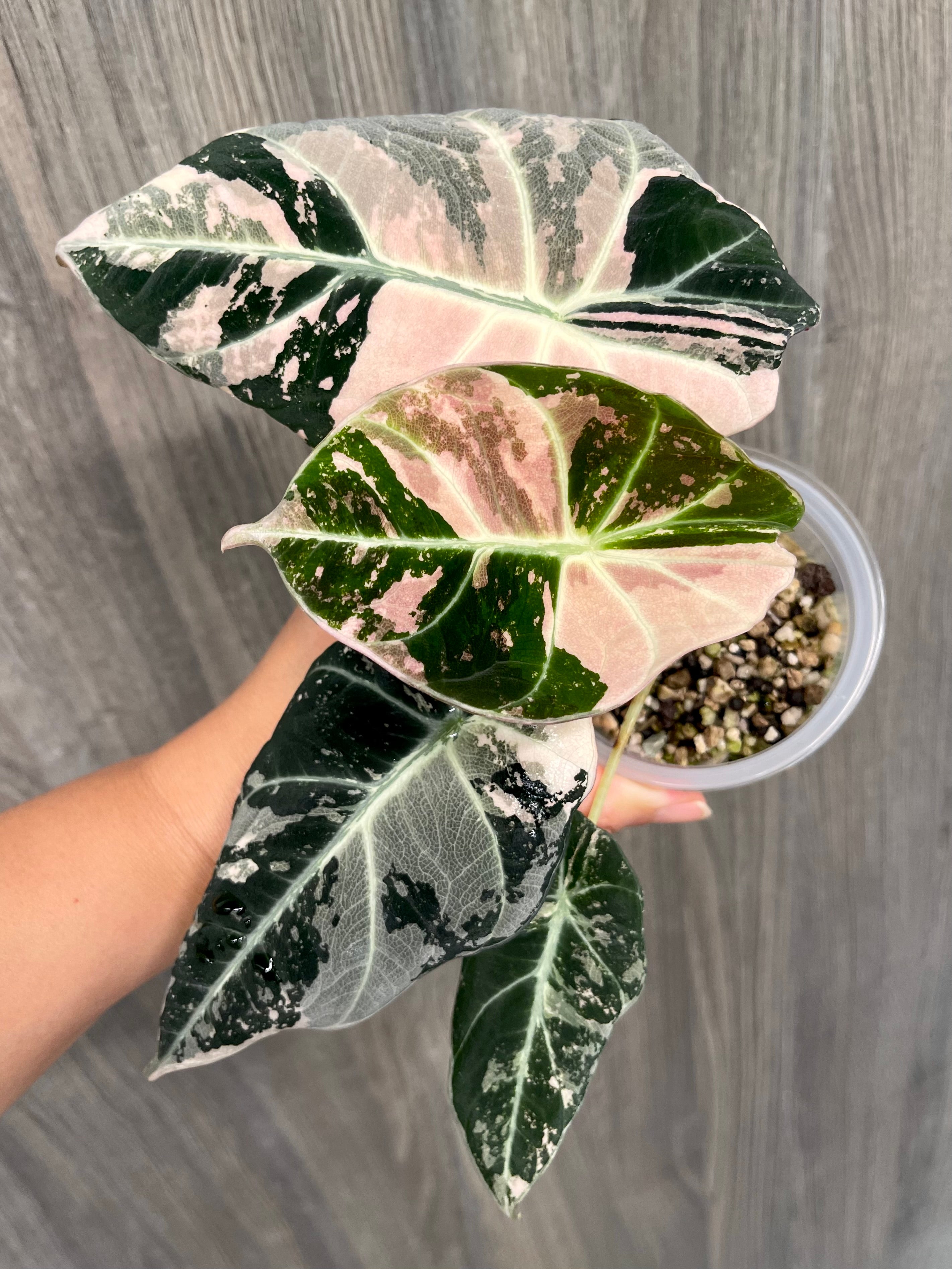Alocasia Black Velvet Pink A
