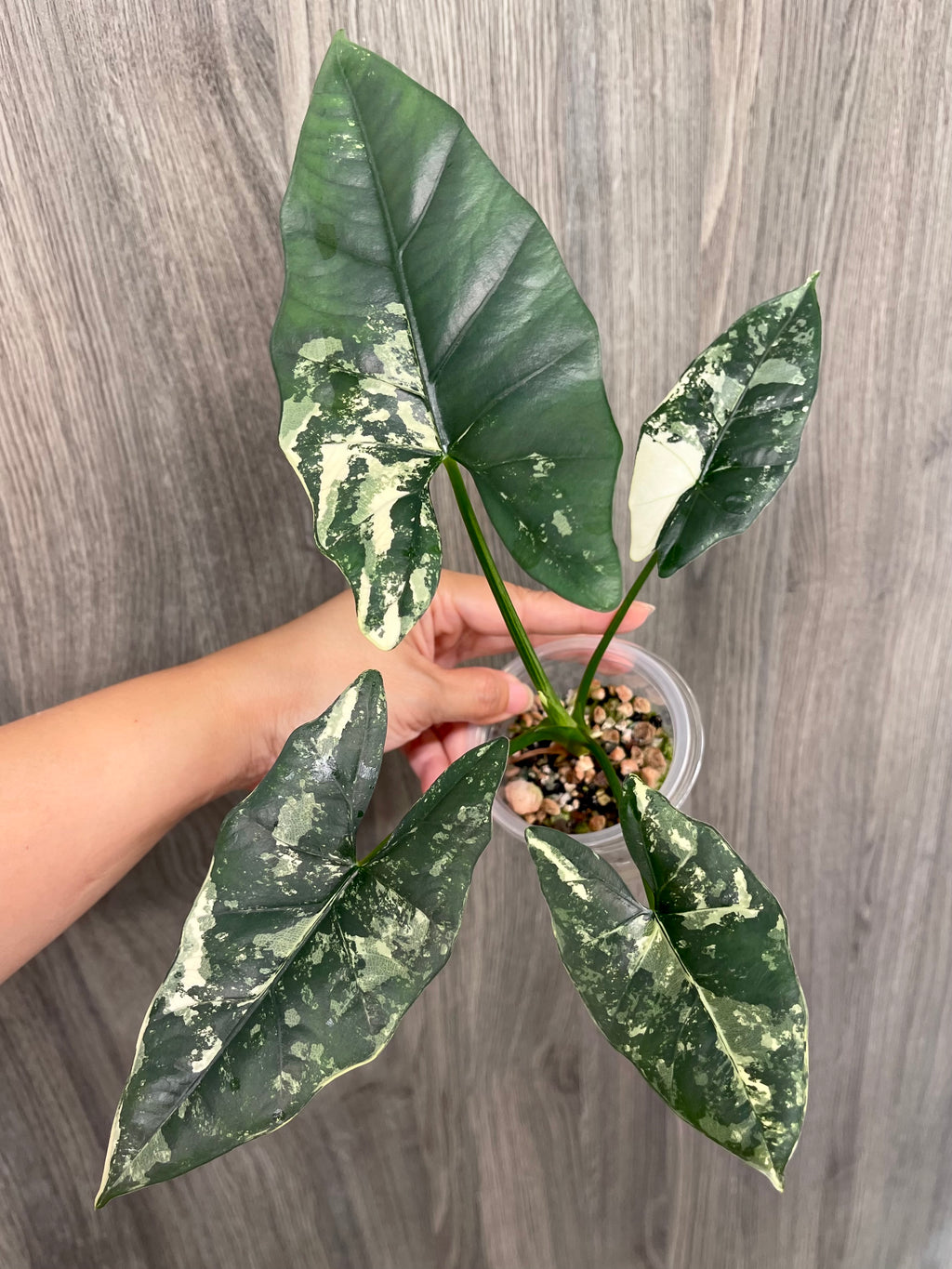 Alocasia Scabriuscula Pink Albo B