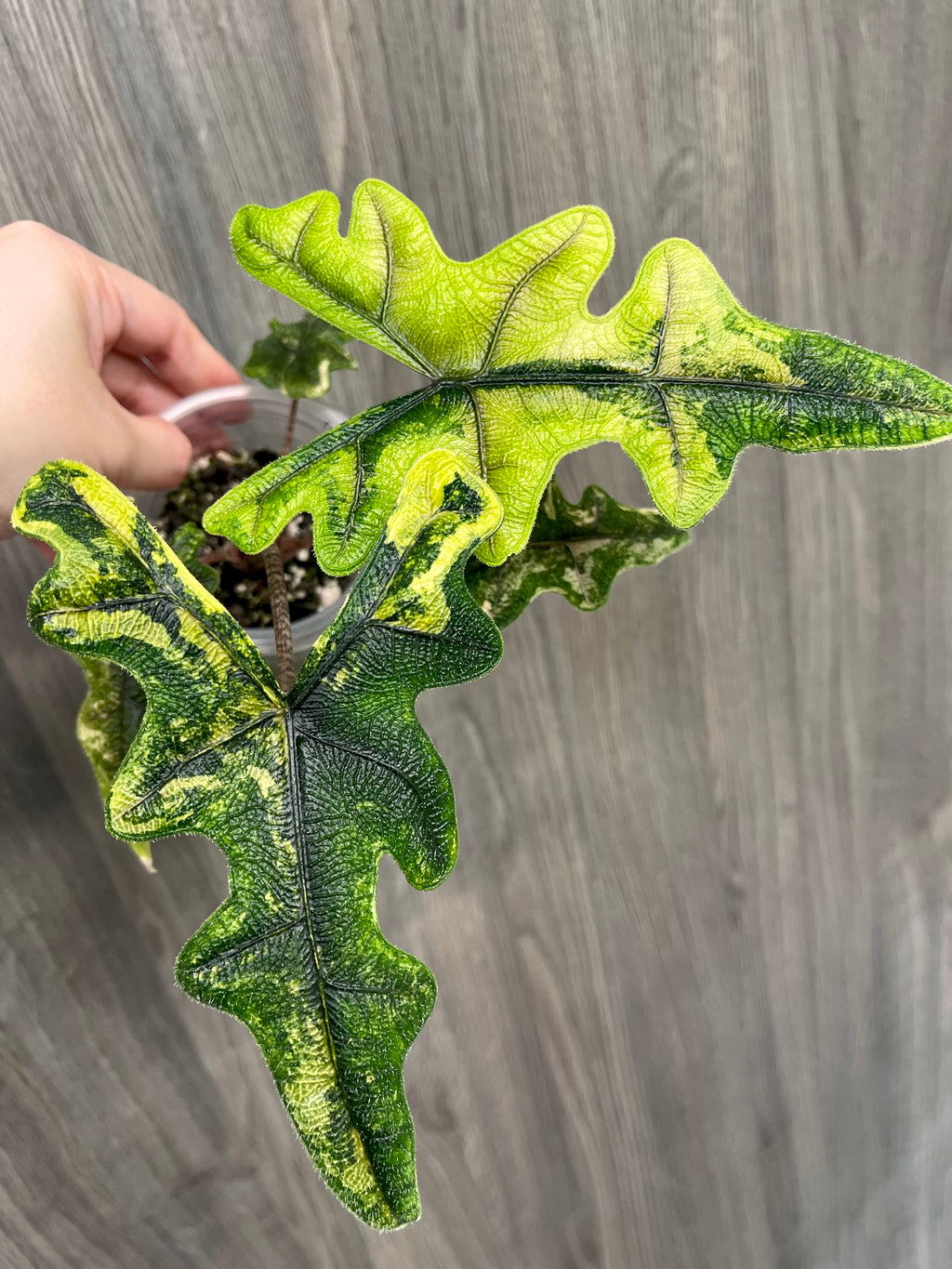 Alocasia Jacklyn Aurea