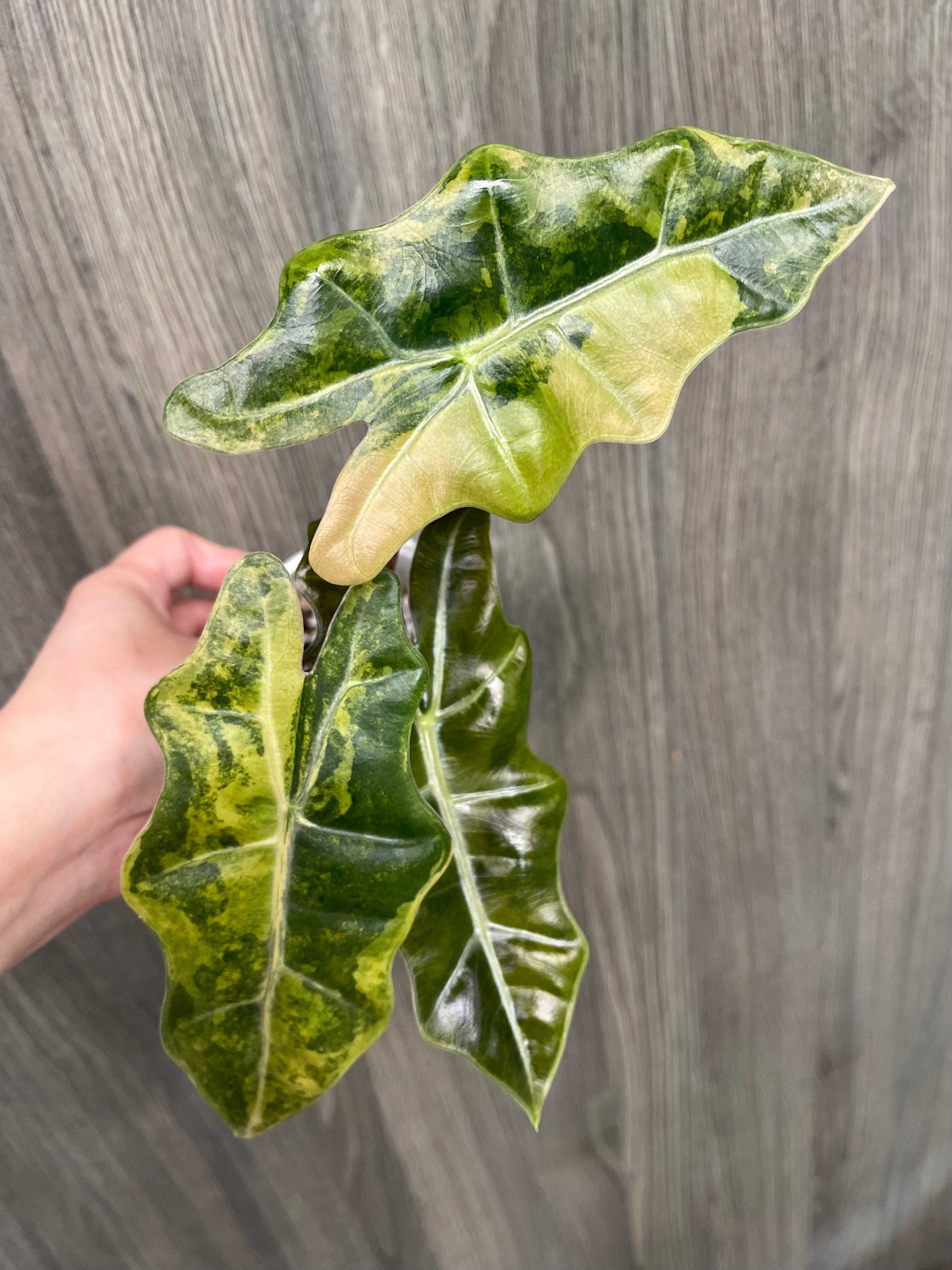 Alocasia Pseudo Aurea A