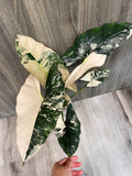 Alocasia Scabriuscula Pink Albo C
