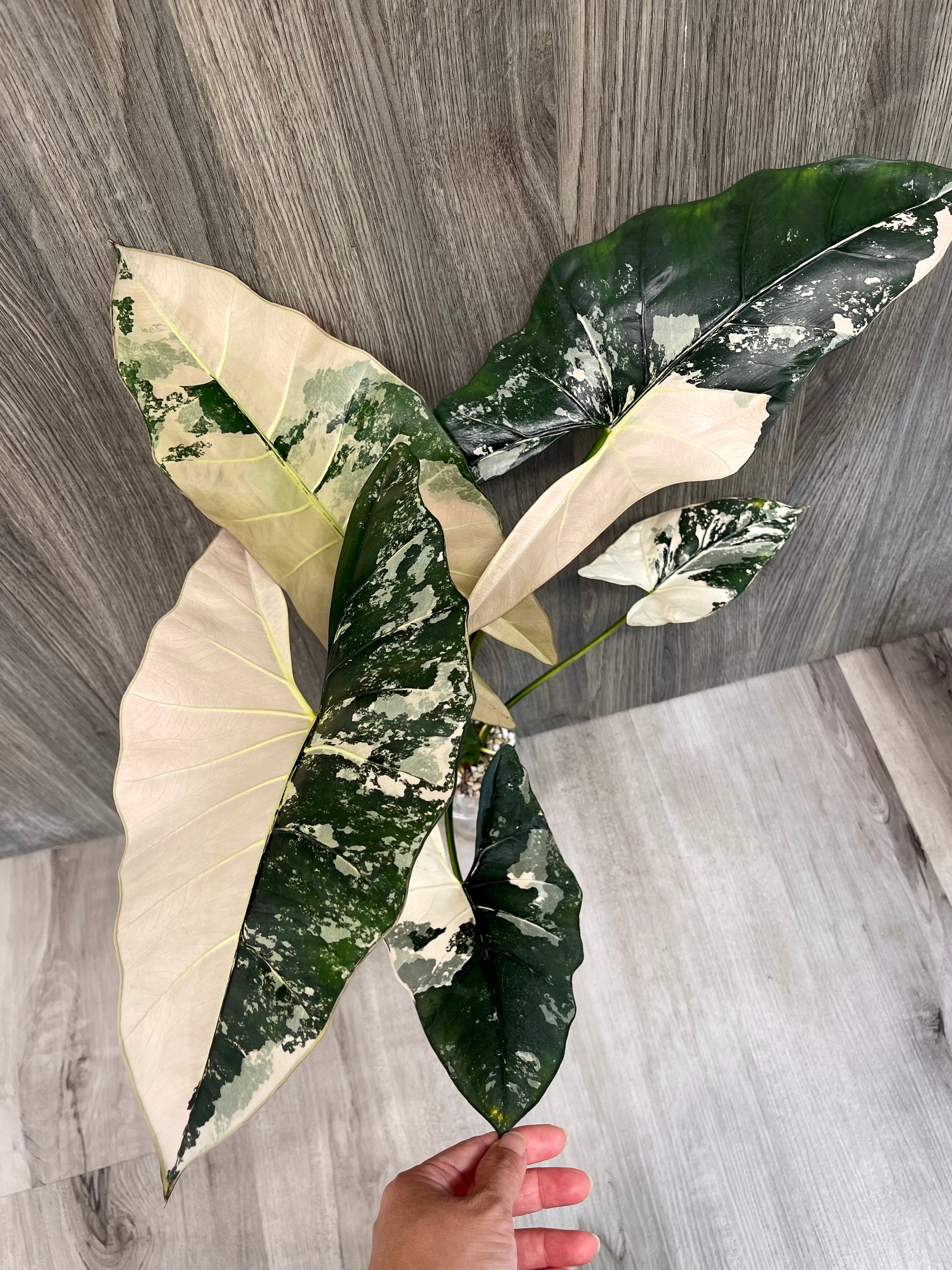 Alocasia Scabriuscula Pink Albo C