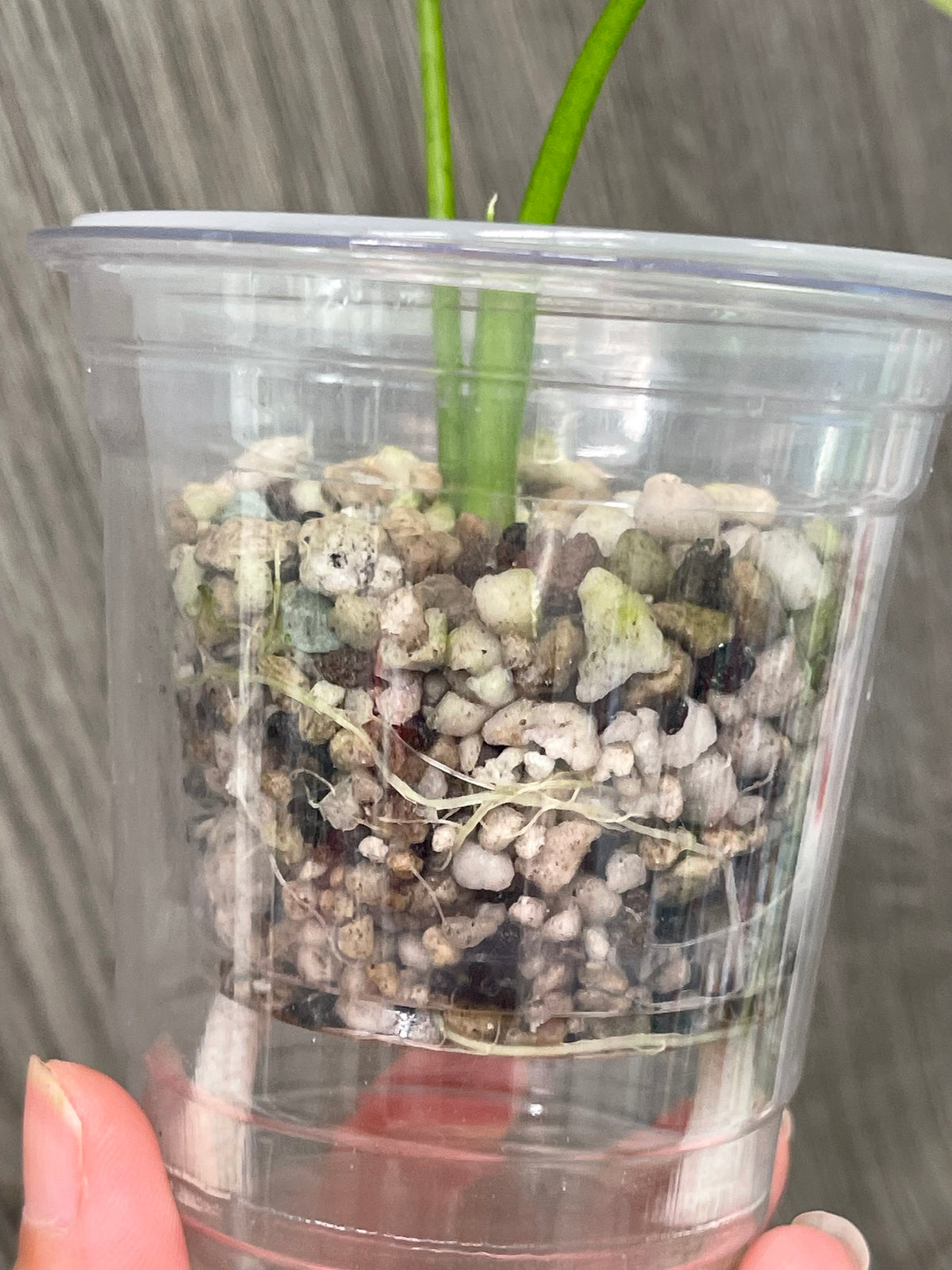 Alocasia Sinuata Mint A