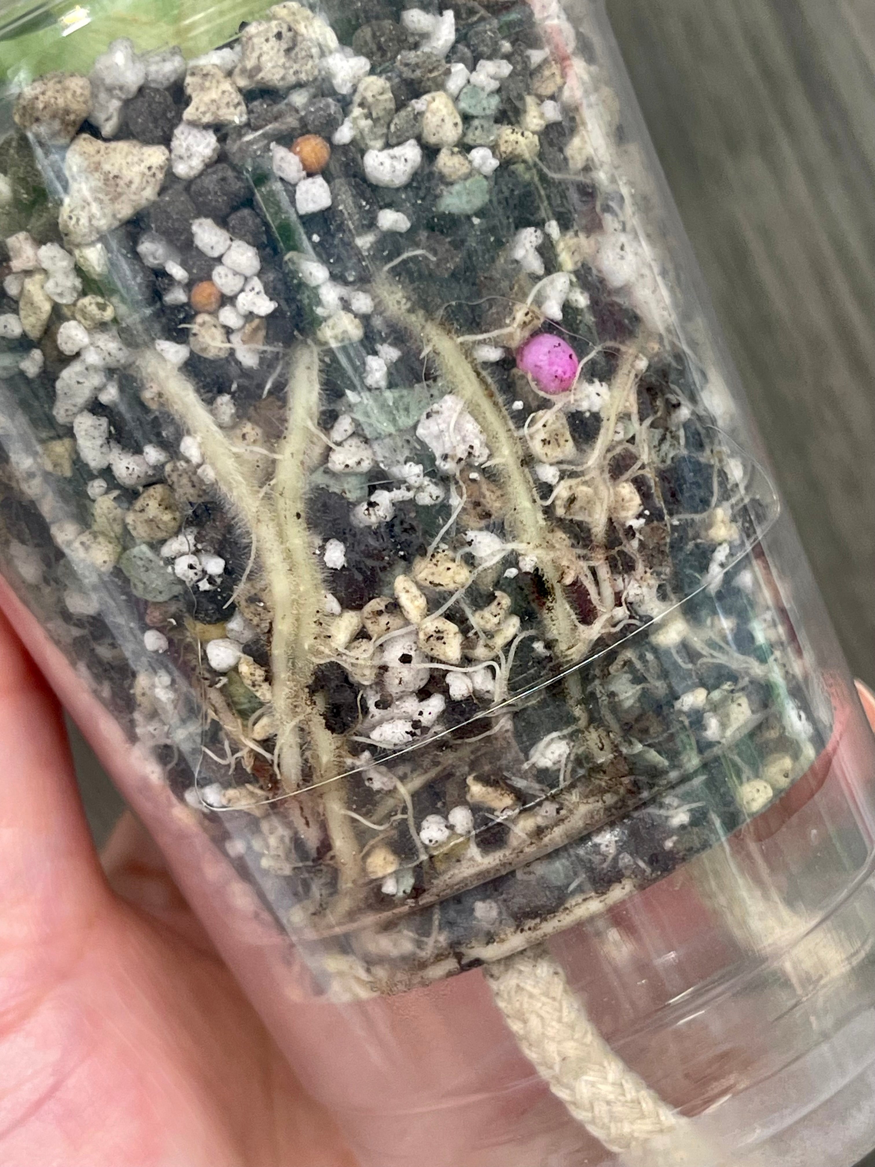 Alocasia Melo Albo Mint