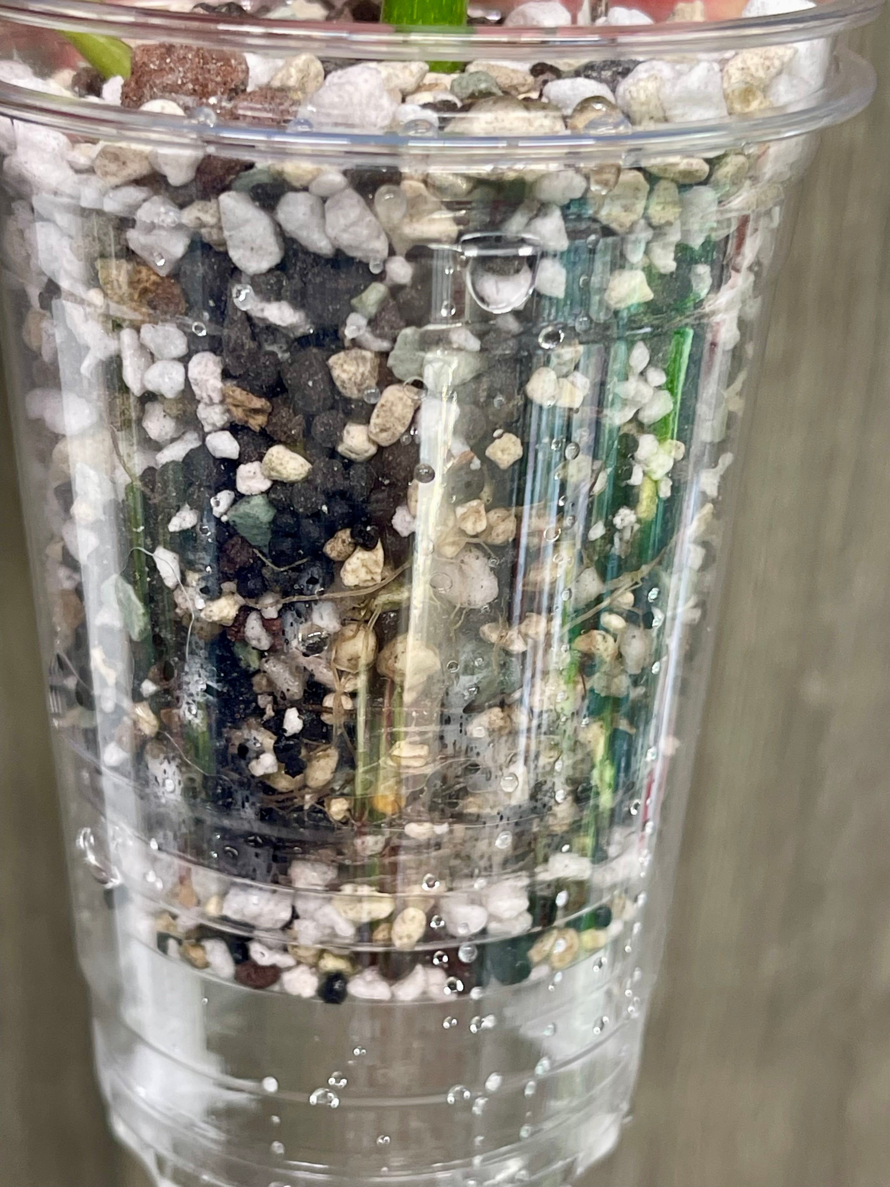 Begonia Maculata Pink B