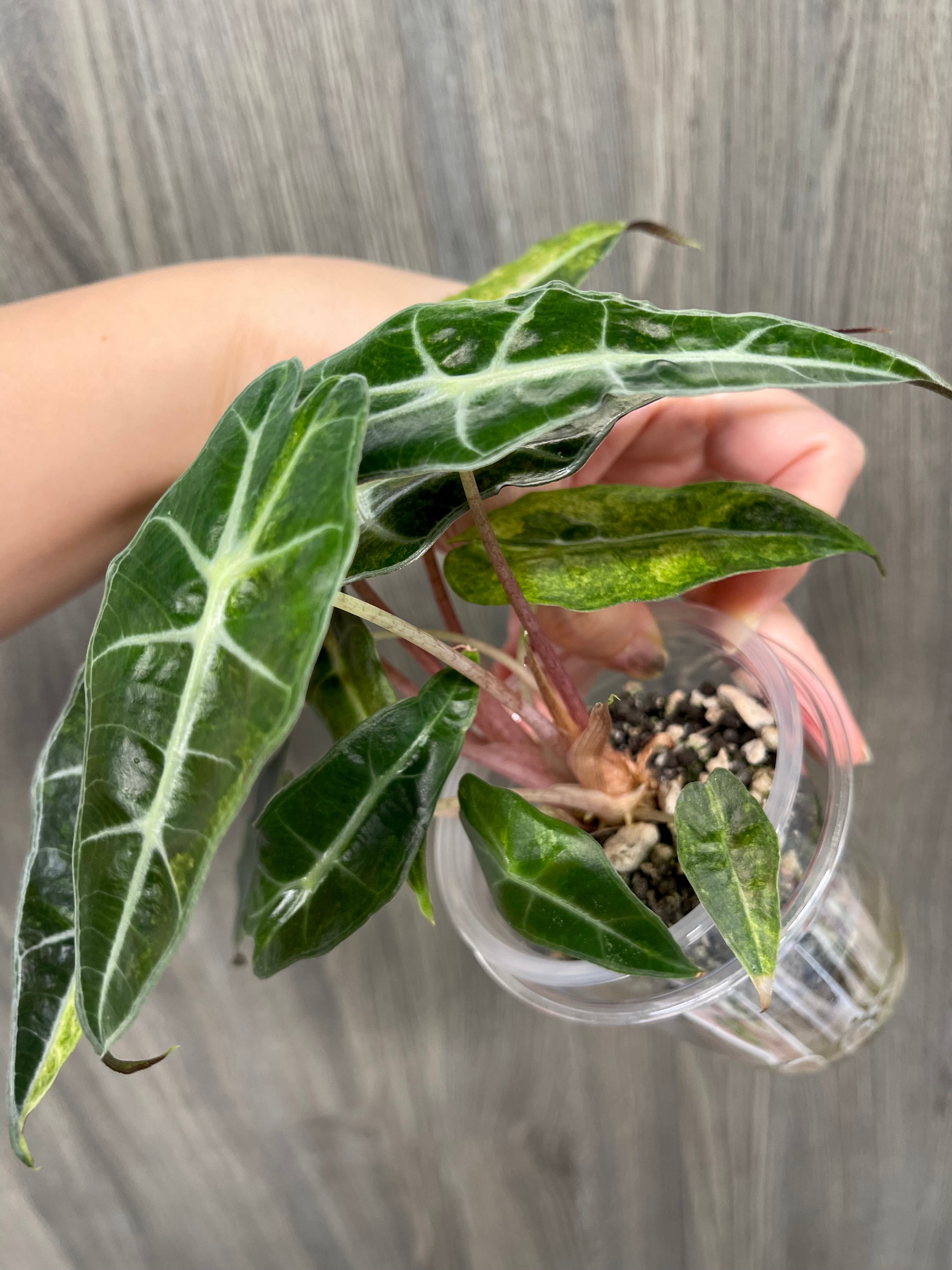 Alocasia Polly Aurea Splash