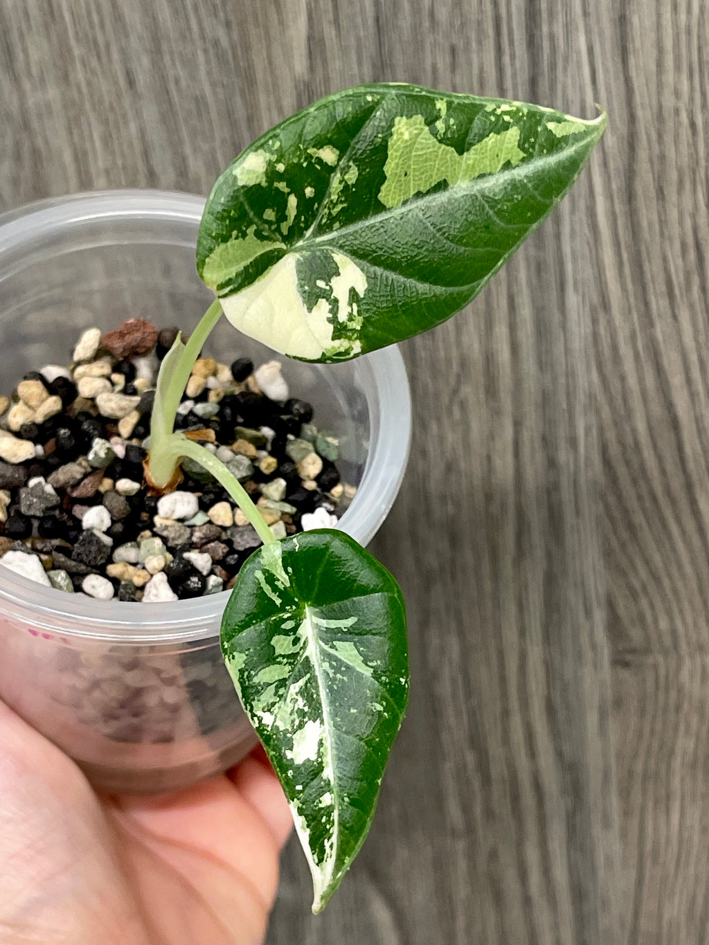 Alocasia Maharani Variegated