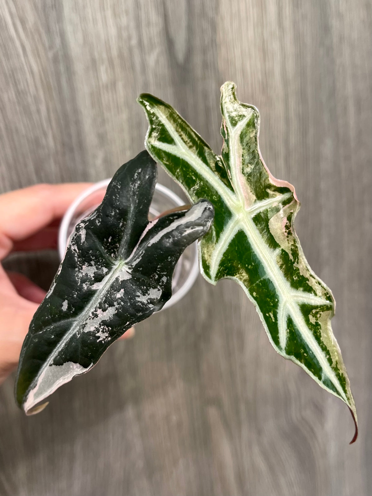 Alocasia Nobilis Pink A