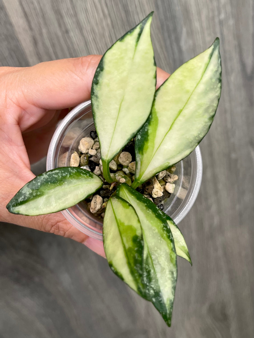 Hoya Nabawanensis Variegated