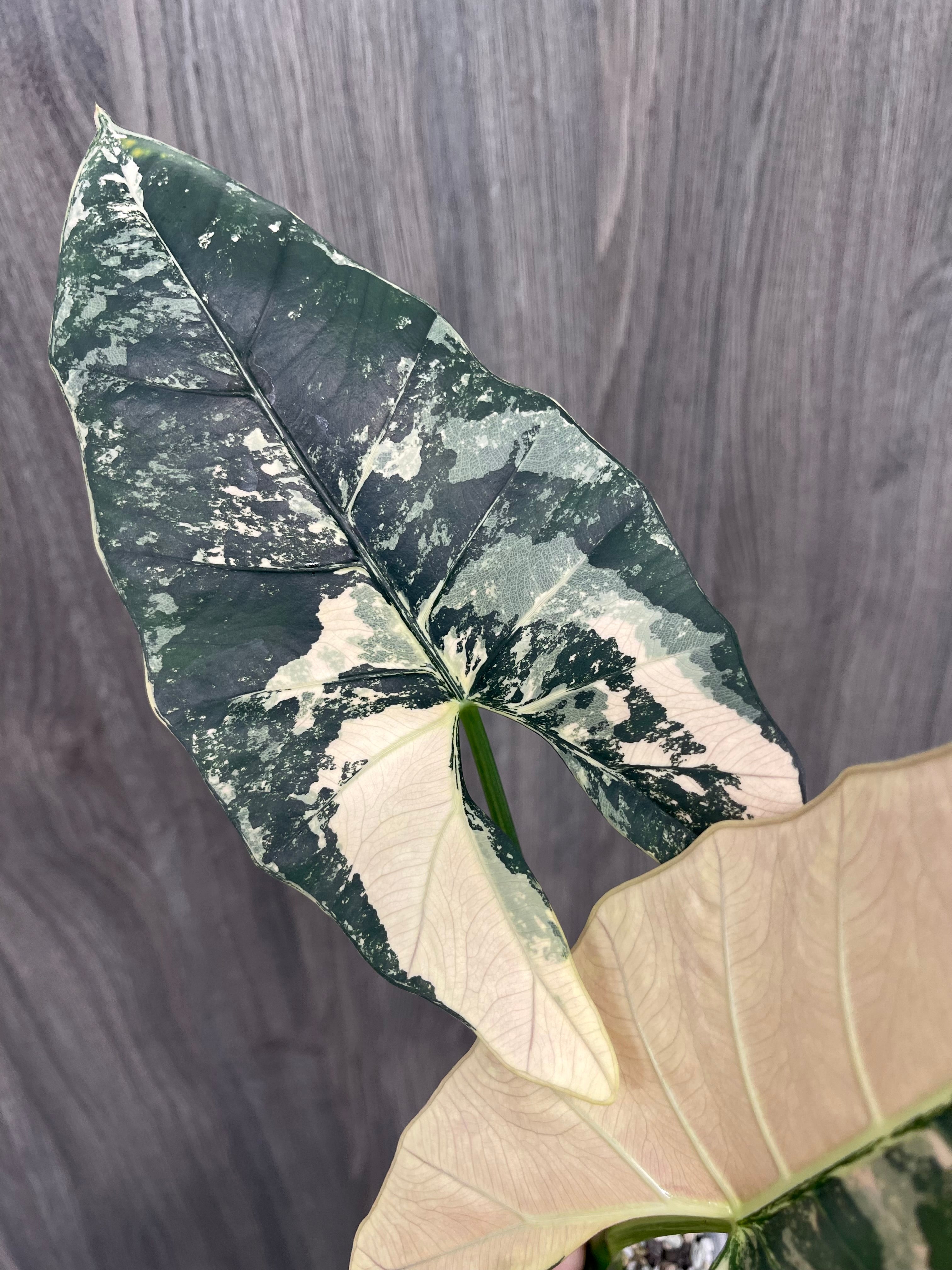 Alocasia Scabriuscula Pink Albo