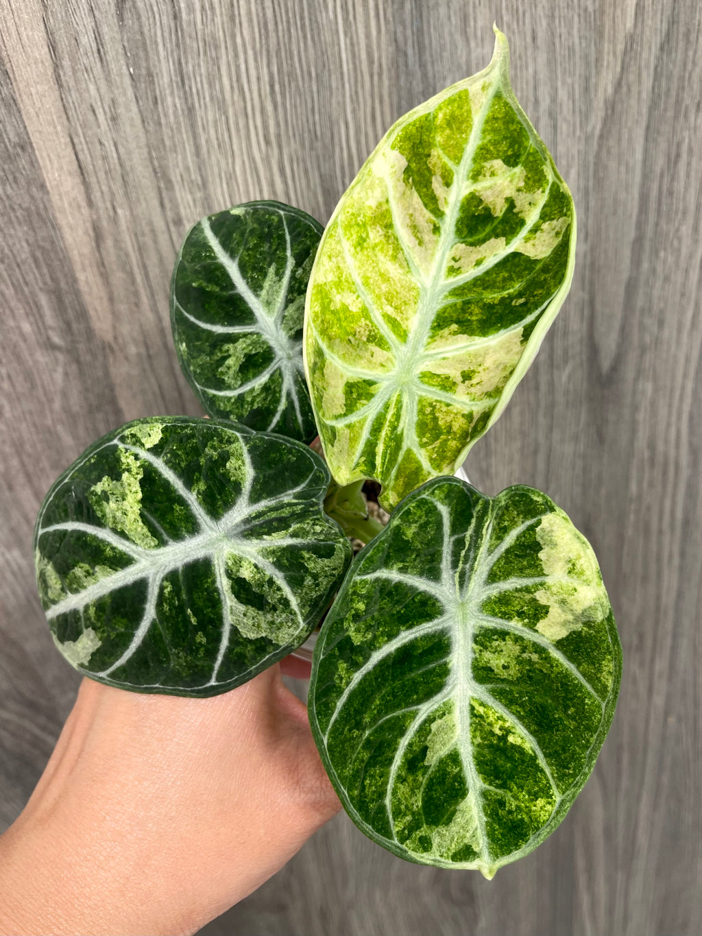 Alocasia Ninja Splash