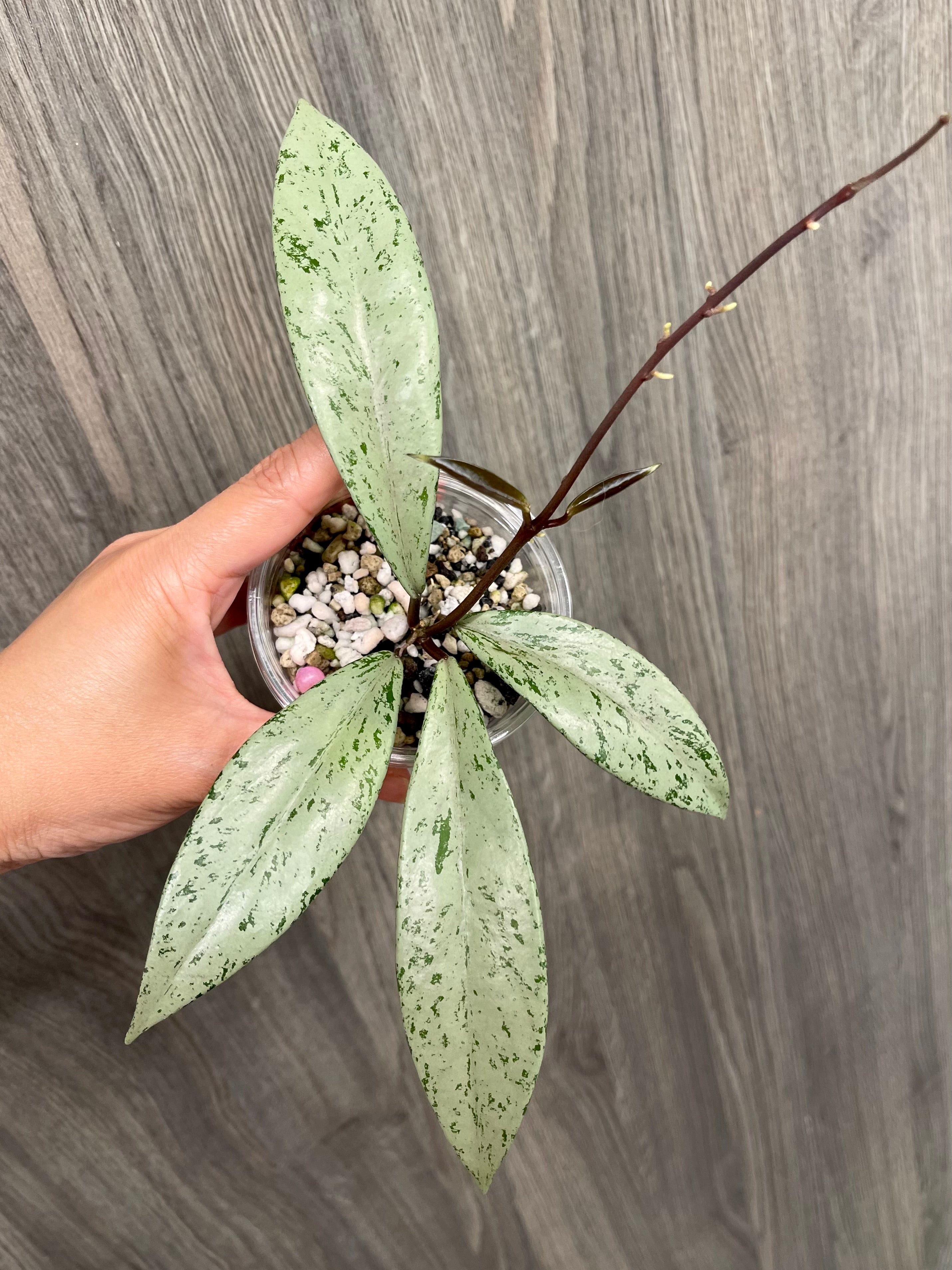 Hoya Pubicalyx Pink Silver Ghost
