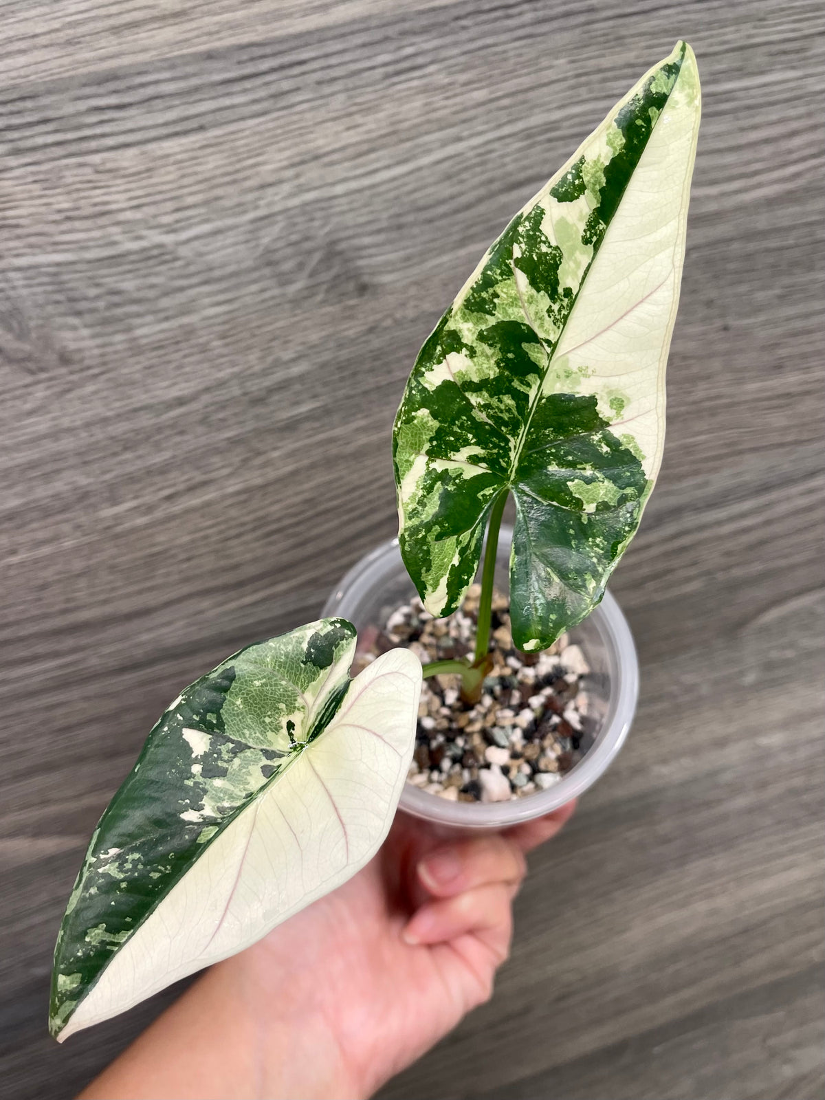 Alocasia Scabriuscula Pink Albo C