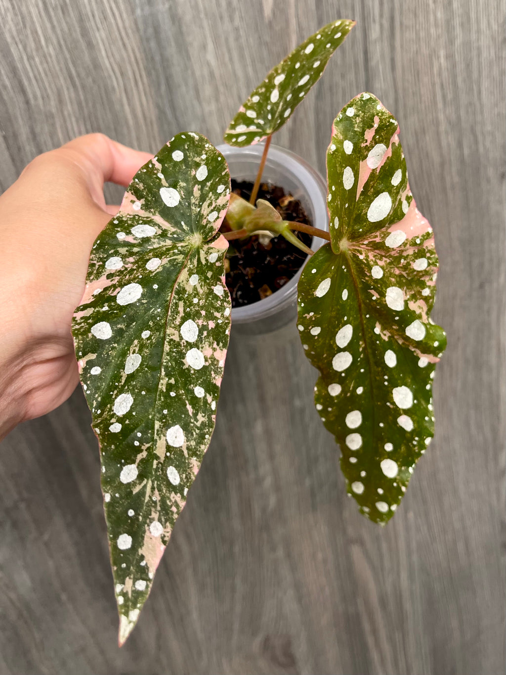 Begonia Maculata Pink B