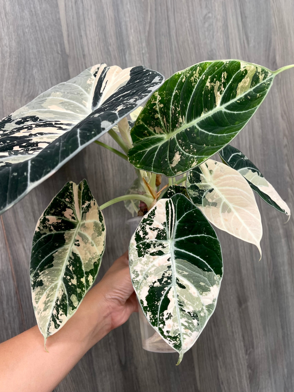 Alocasia Black Velvet Albo A