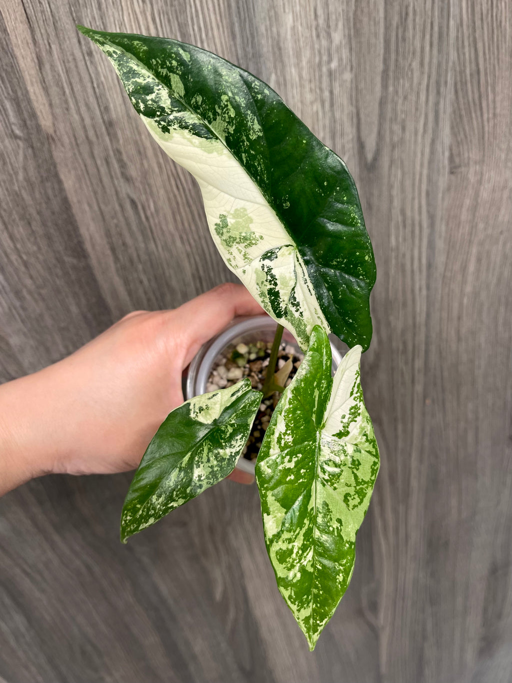 Alocasia Simpo Albo B