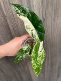 Alocasia Simpo Albo B