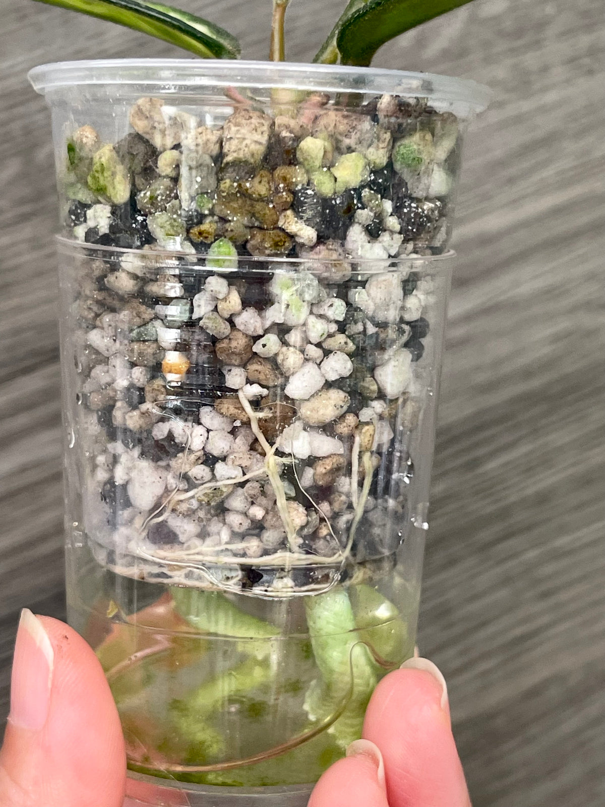 Hoya Madara Green Edge C
