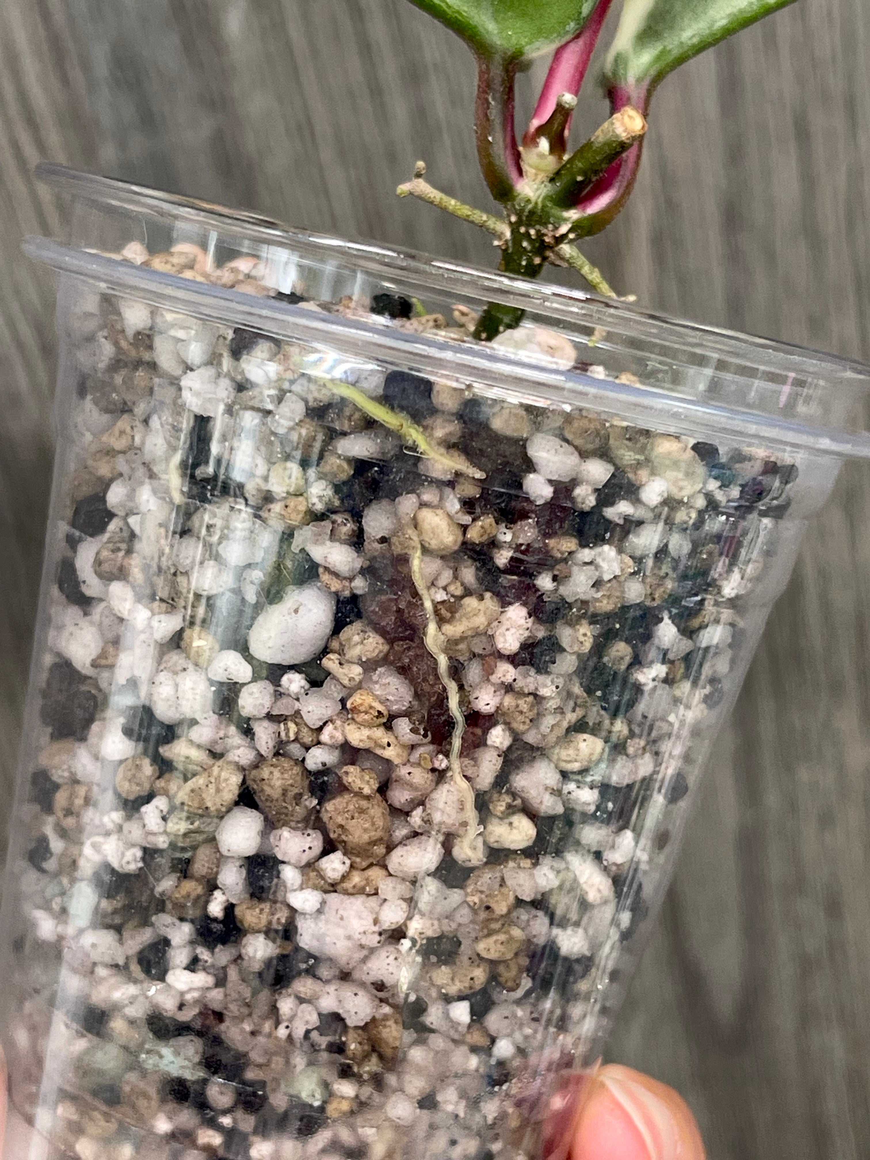 Hoya Argentea Picta C
