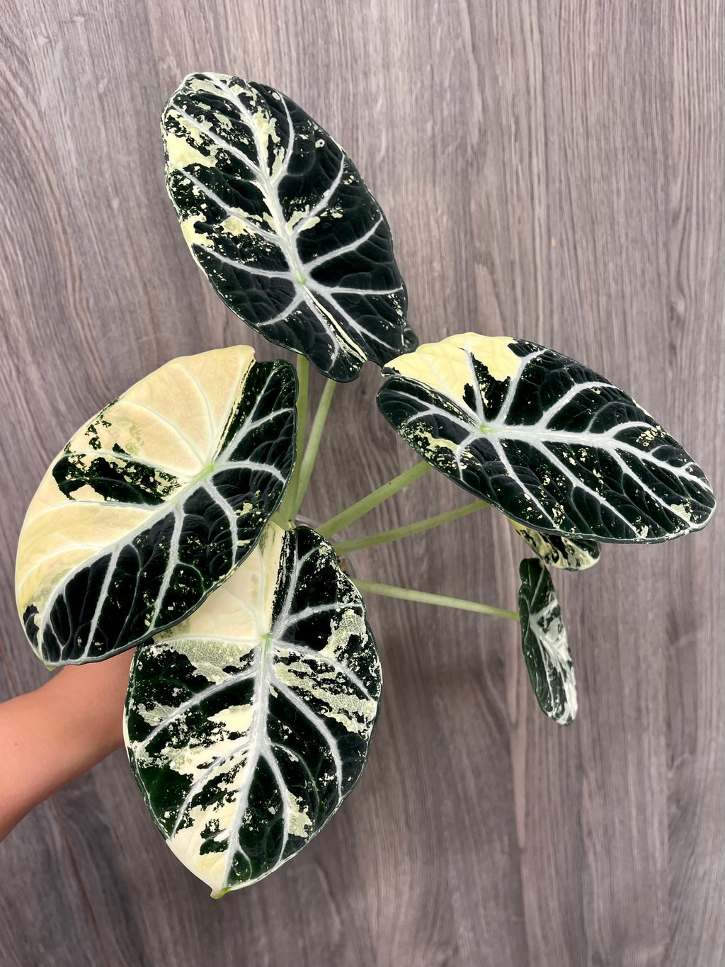 Alocasia Ninja Albo