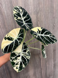 Alocasia Ninja Albo