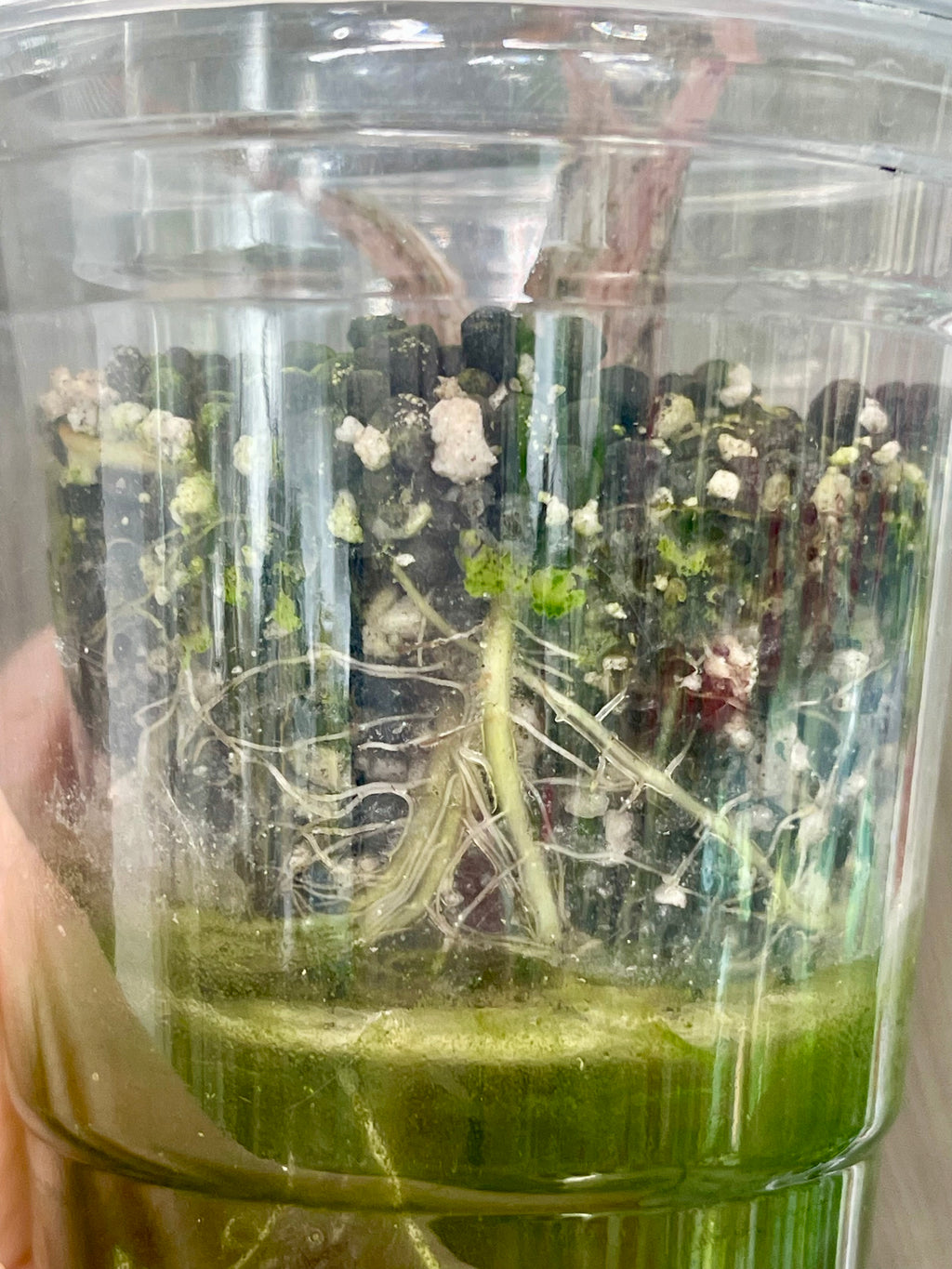 Alocasia Jacklyn Aurea