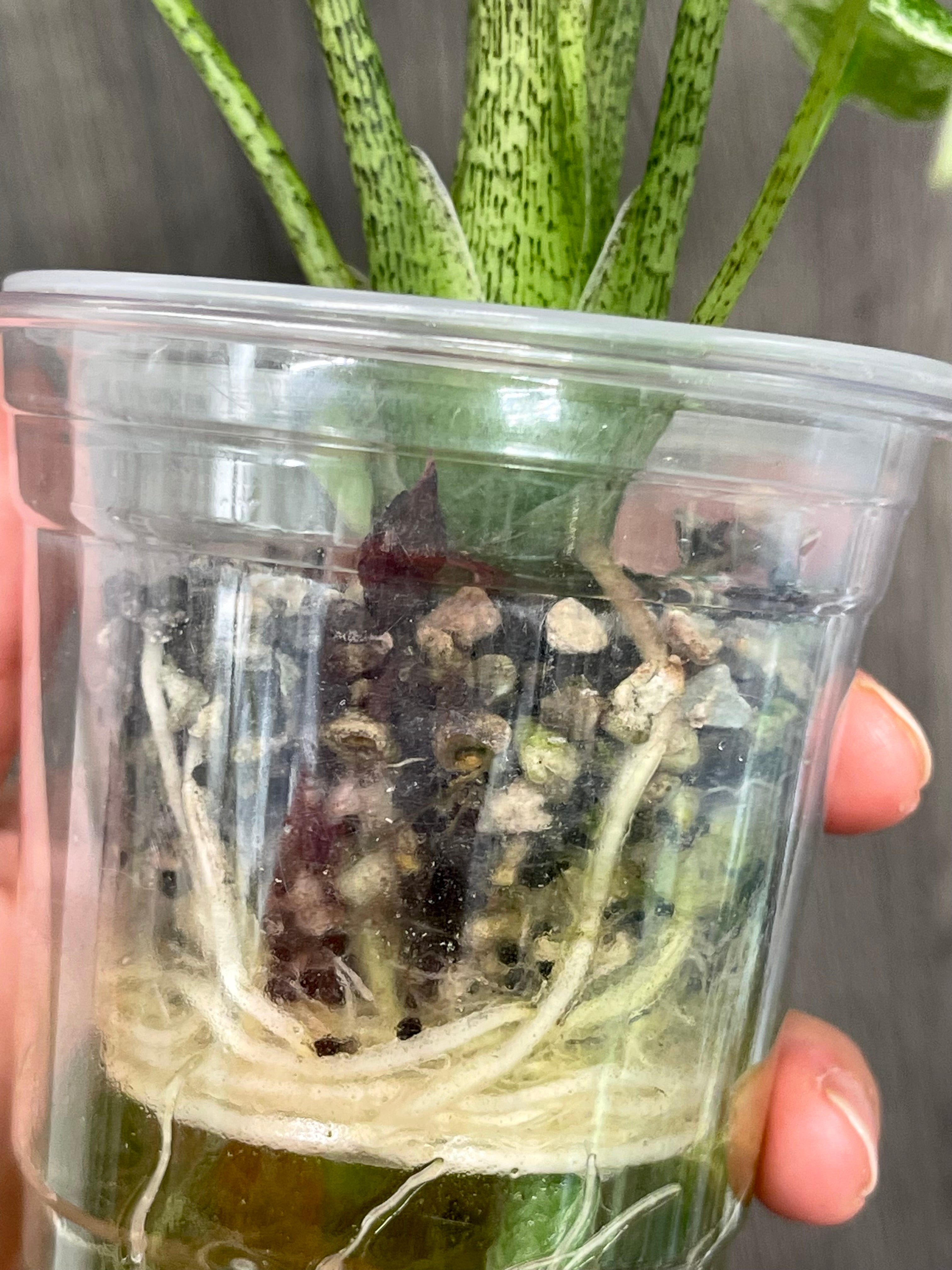 Alocasia Longiloba Mint Marble B