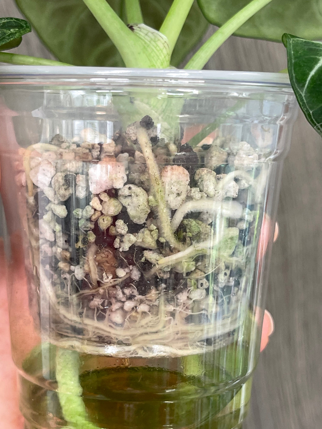 Alocasia Ninja Splash