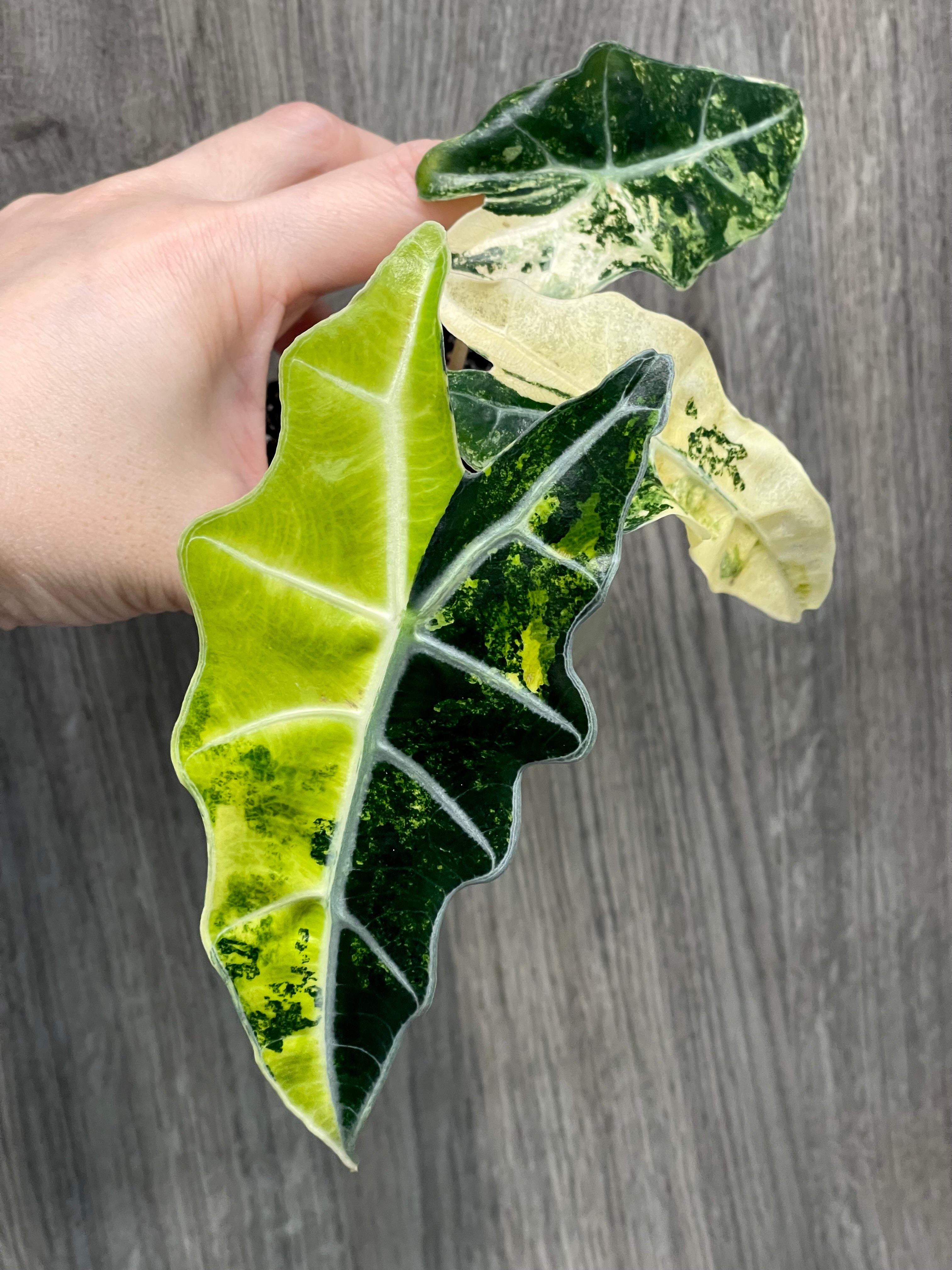 Alocasia Polly Yellow