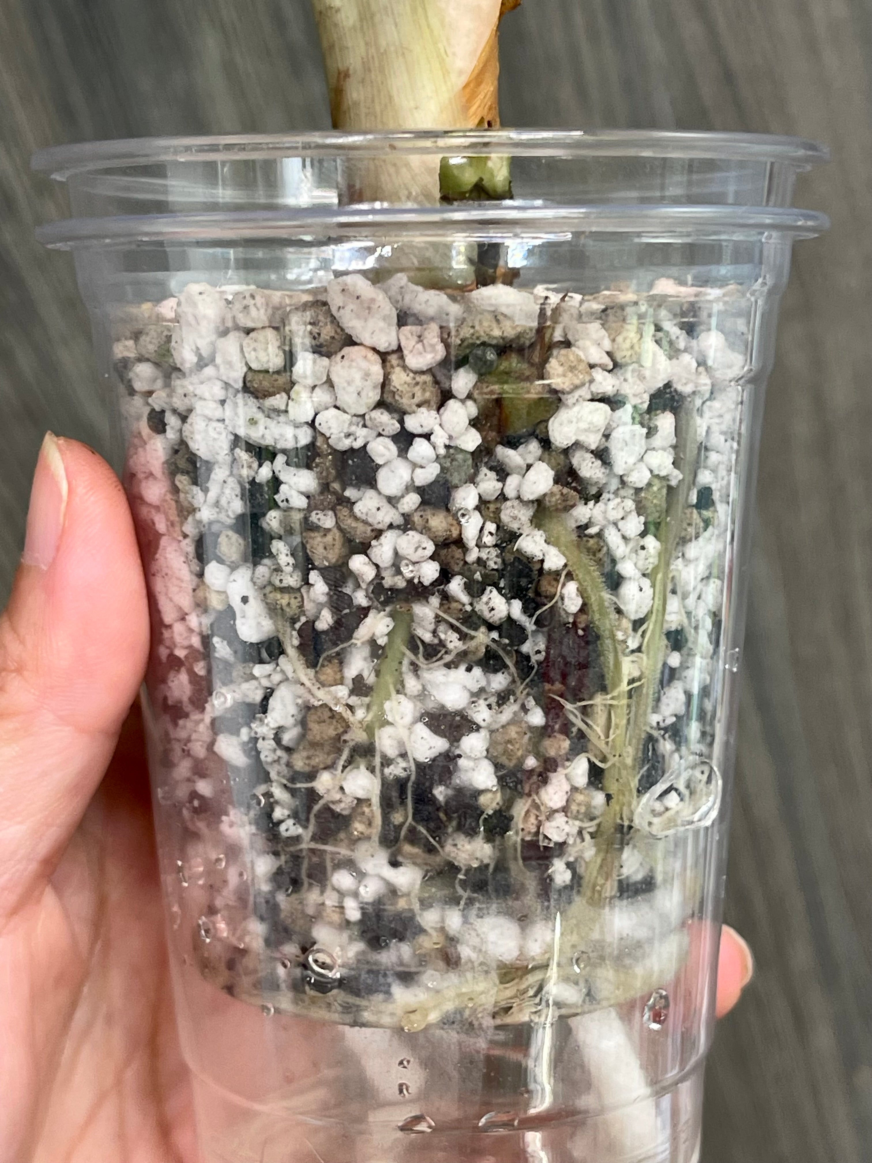 Alocasia Venom A