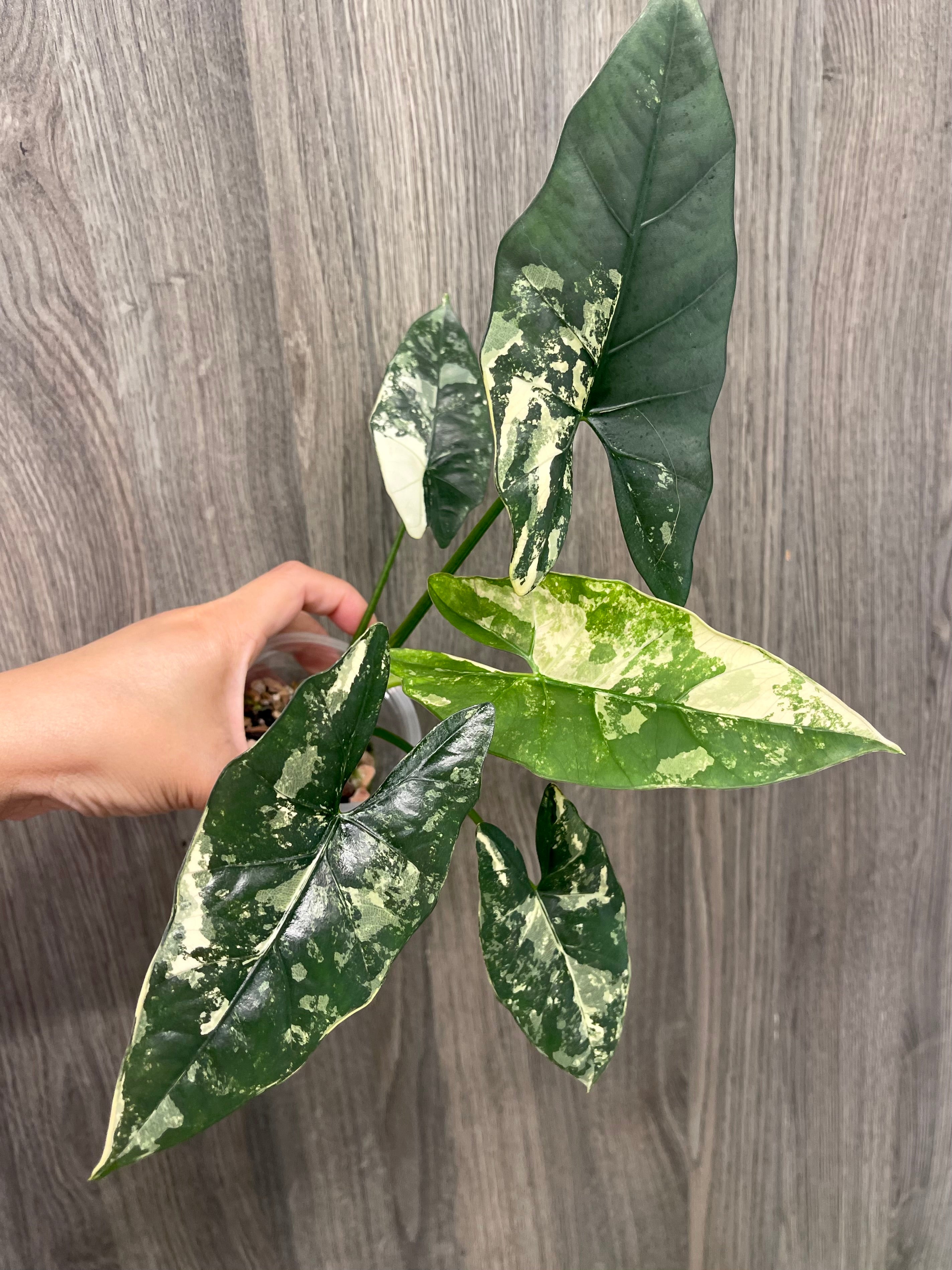 Alocasia Scabriuscula Pink Albo B