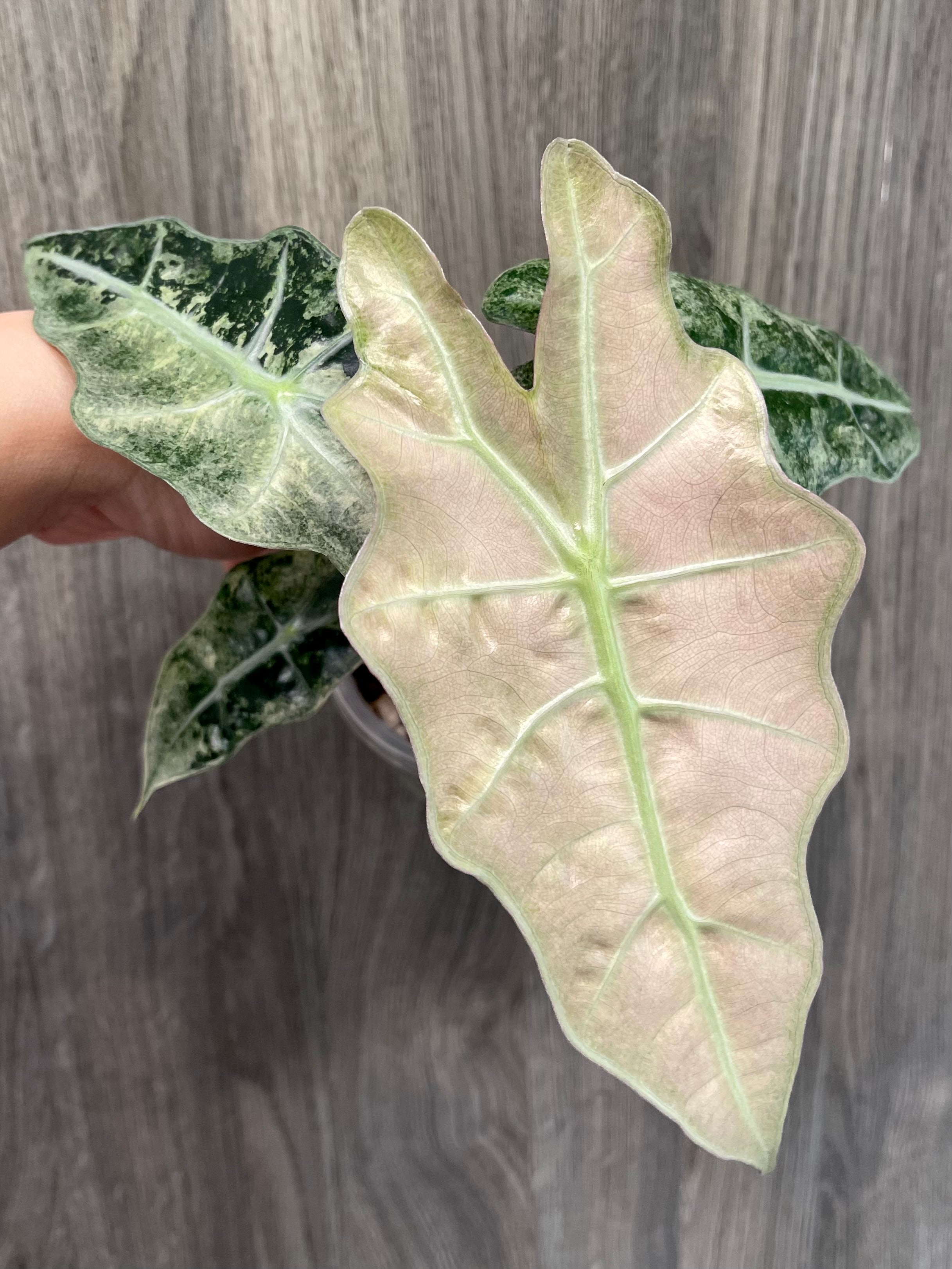 Alocasia Polly Pink Albo Mint B