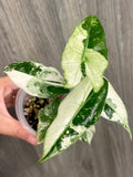 Alocasia Pink Dragon Albo